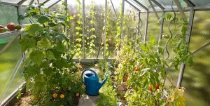 Affordable Greenhouses for Sale: Start Your Gardening Journey