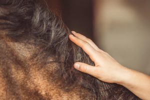 Mane, horse, pony — Contact form 1