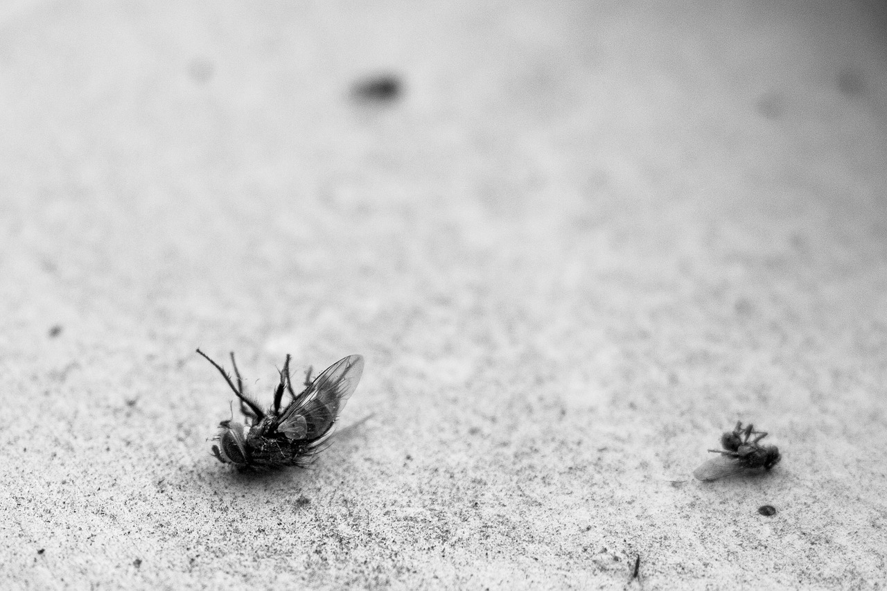 Fly, dead, ants — Pest Control Company Ensuring Health and Safety With Eco-Friendly Treatments